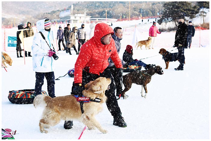 Des chiens en compétition sur la glace et la neige à Shenyang