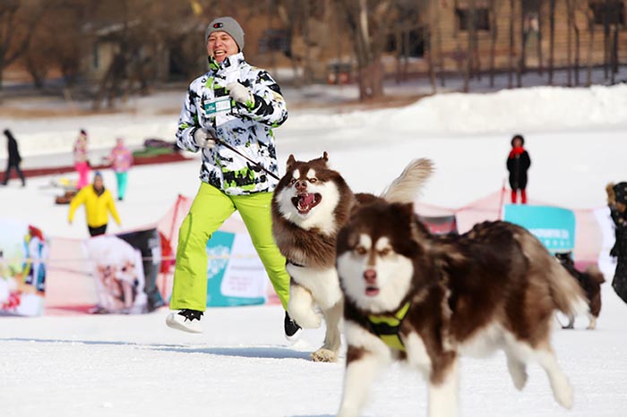 Des chiens en compétition sur la glace et la neige à Shenyang