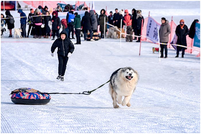 Des chiens en compétition sur la glace et la neige à Shenyang