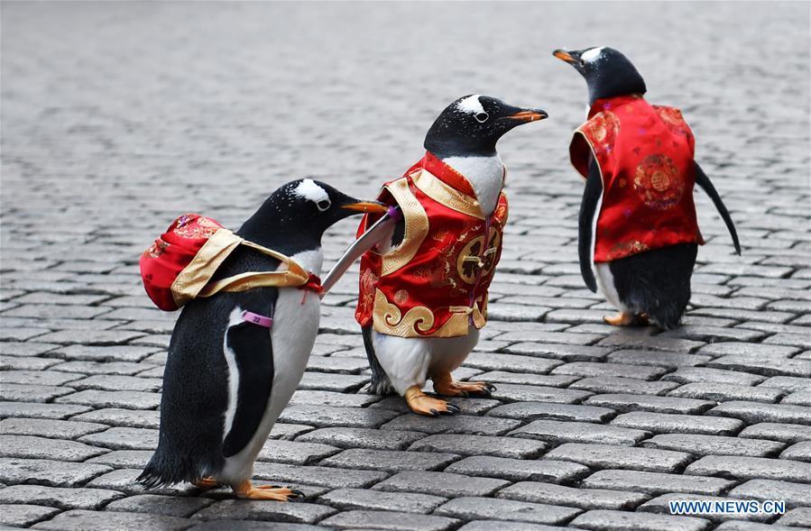 Des pingouins habillés en costumes Tang dans l'avenue centrale de Harbin