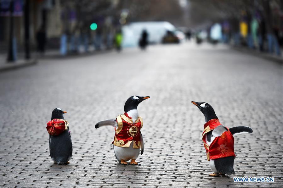 Des pingouins habillés en costumes Tang dans l'avenue centrale de Harbin