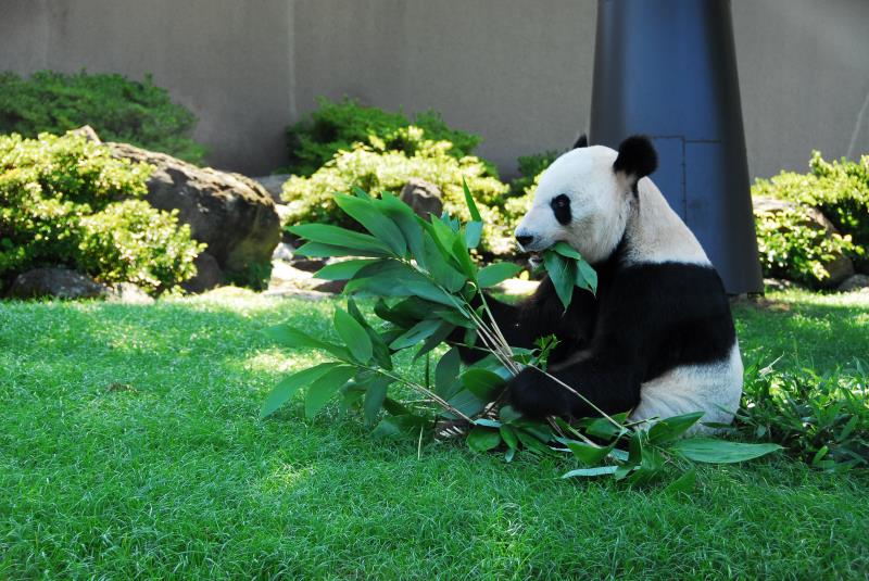 Un panda gagne le prix du meilleur animal au Japon