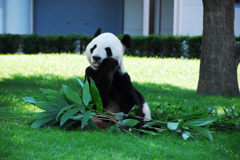 Un panda gagne le prix du meilleur animal au Japon