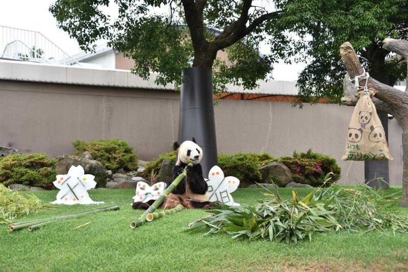 Un panda gagne le prix du meilleur animal au Japon