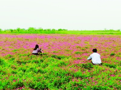 La jachère, une nouvelle mesure pour prévenir les découverts dans l'environnement écologique agricole