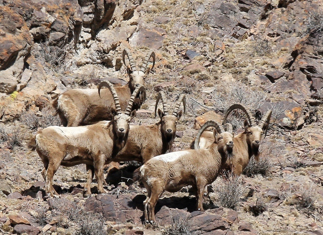 Le 3 mars 2018, dans les profondeurs des monts Alahoo à Bozhou, dans la région autonome ou?ghoure du Xinjiang, des chèvres sauvages, des animaux bénéficiant d'une protection nationale de premier niveau, se nourrissent dans les montagnes. (Photo / le Quotidien du Peuple)