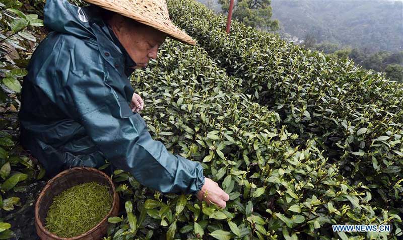 Début de la saison de la récolte du thé Longjing à Hangzhou