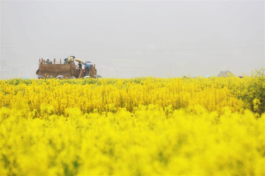 Hunan : un magnifique paysage de fleurs de colza