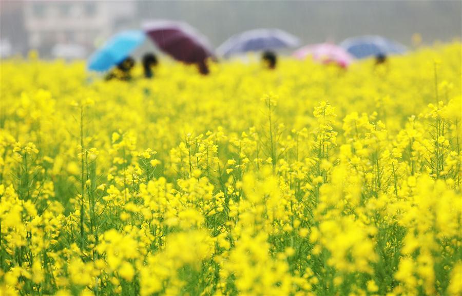 Hunan : un magnifique paysage de fleurs de colza