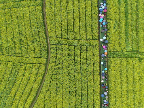 Hunan : un magnifique paysage de fleurs de colza