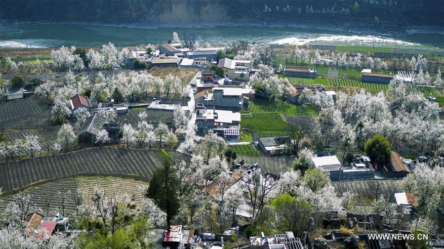 Des fleurs de poirier en pleine floraison au Sichuan