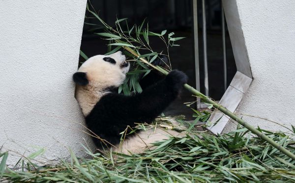 Des micropuces pour identifier les pandas