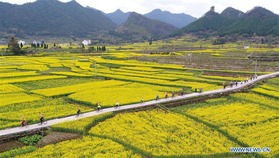 La beauté des paysages de fleurs de colza à travers la Chine