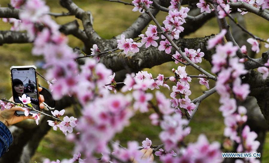 Le meilleur moment pour apprécier les fleurs de printemps en Chine