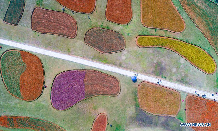 Le meilleur moment pour apprécier les fleurs de printemps en Chine