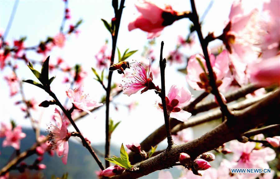 Le meilleur moment pour apprécier les fleurs de printemps en Chine