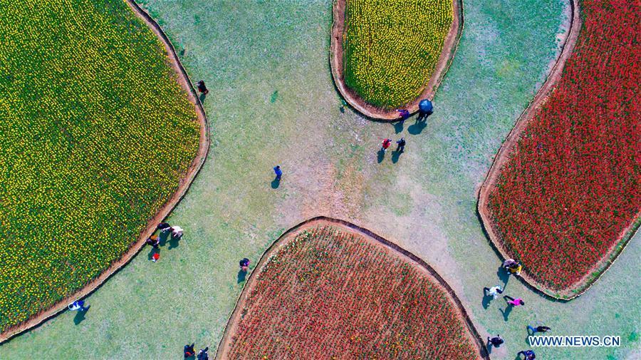 Le meilleur moment pour apprécier les fleurs de printemps en Chine