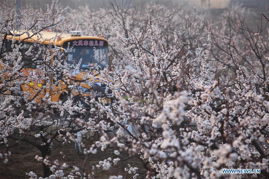 Le meilleur moment pour apprécier les fleurs de printemps en Chine