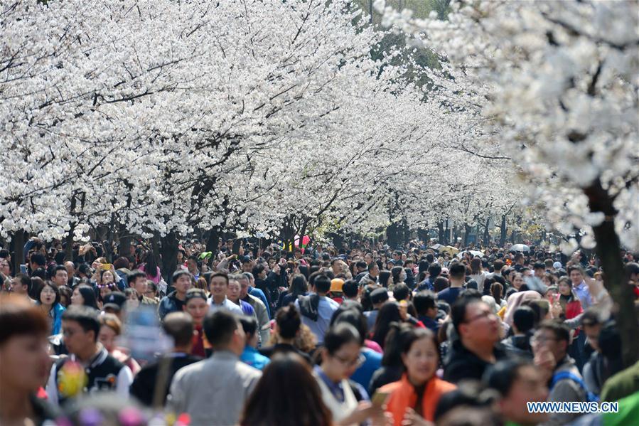 Le meilleur moment pour apprécier les fleurs de printemps en Chine