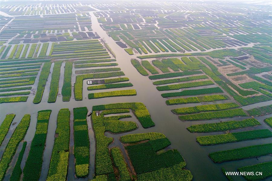 Jiangsu : vue aérienne de fleurs de colza