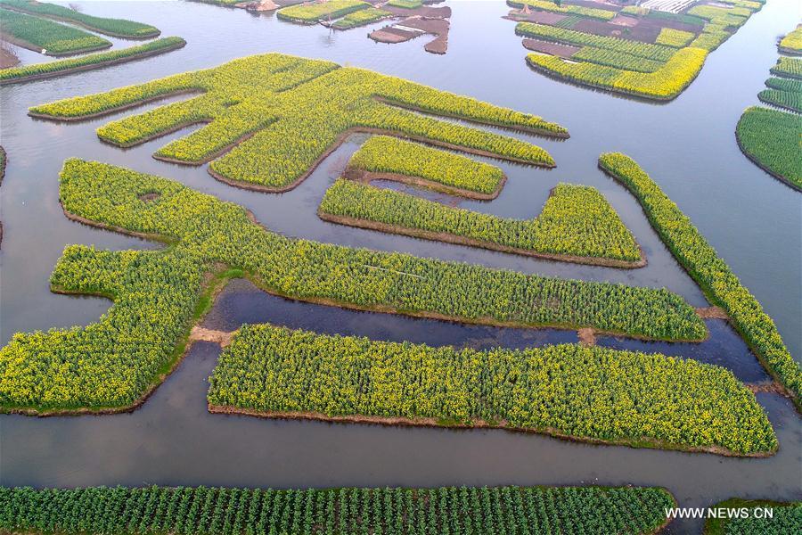 Jiangsu : vue aérienne de fleurs de colza