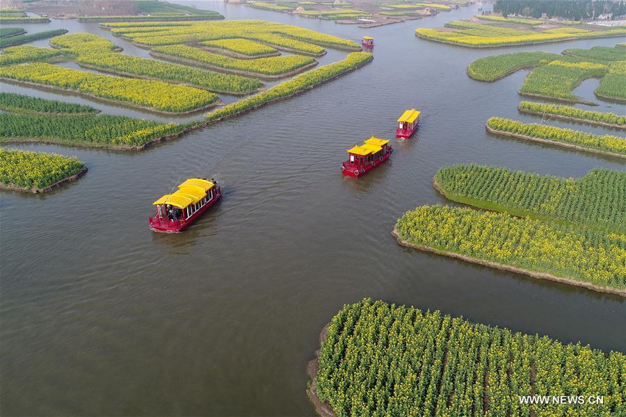 Jiangsu : vue aérienne de fleurs de colza