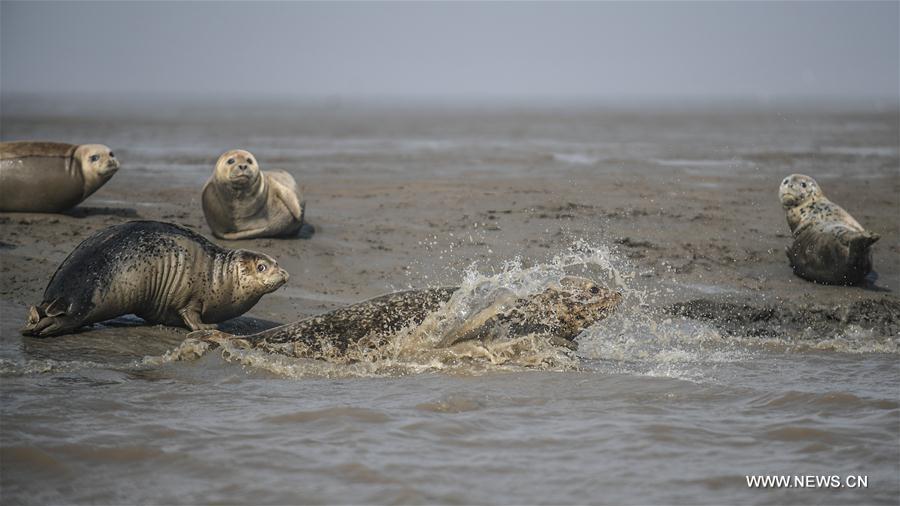 Apparition de phoques sur les c?tes nord-est de la Chine