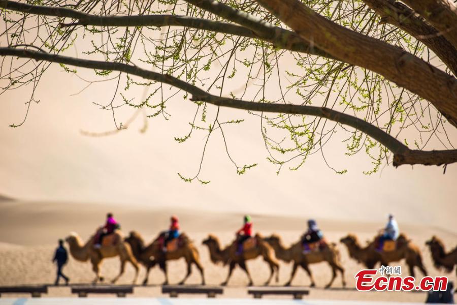 Afflux de touristes vers les ? sables chantants ? de la Dune de Mingsha à Dunhuang