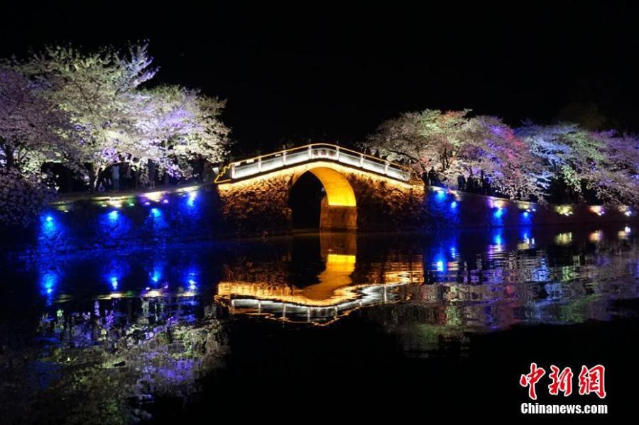 Wuxi : la beauté des fleurs de cerisier dans la nuit