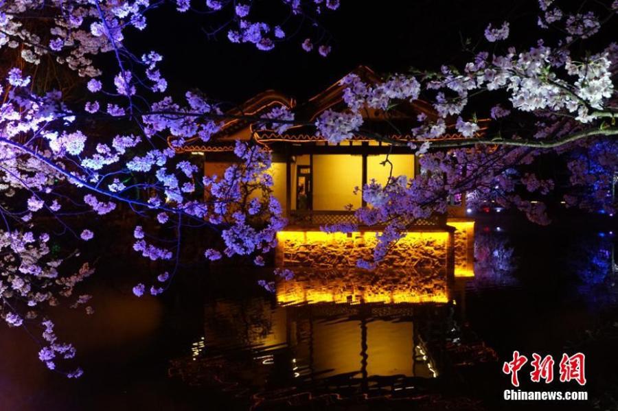 Wuxi : la beauté des fleurs de cerisier dans la nuit