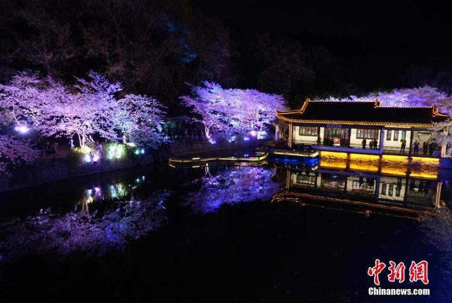 Wuxi : la beauté des fleurs de cerisier dans la nuit