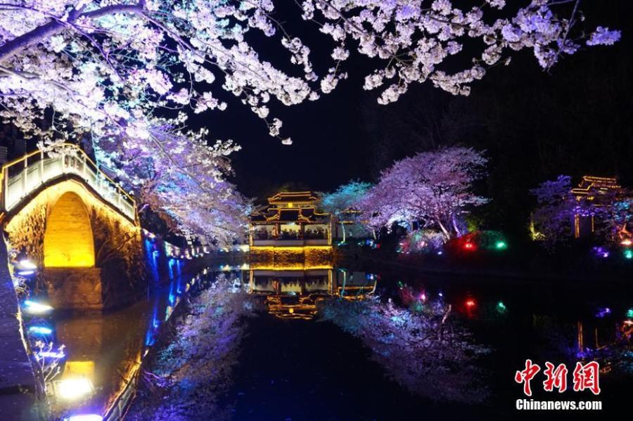 Wuxi : la beauté des fleurs de cerisier dans la nuit