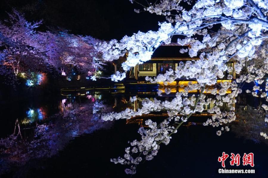 Wuxi : la beauté des fleurs de cerisier dans la nuit