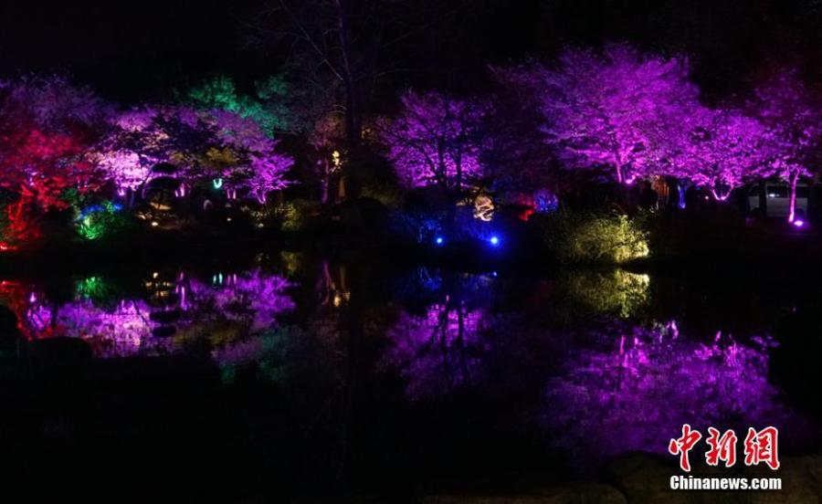 Wuxi : la beauté des fleurs de cerisier dans la nuit