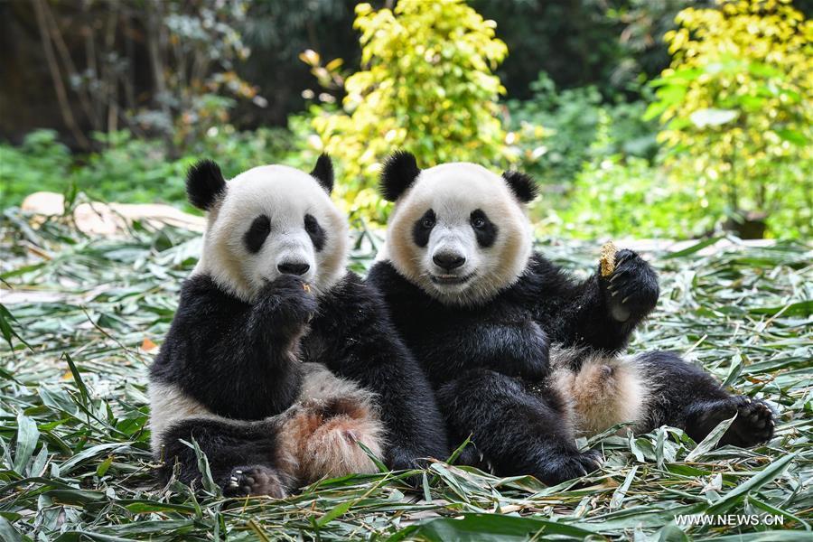 Guangzhou : les pandas géants jumeaux bient?t sevrés