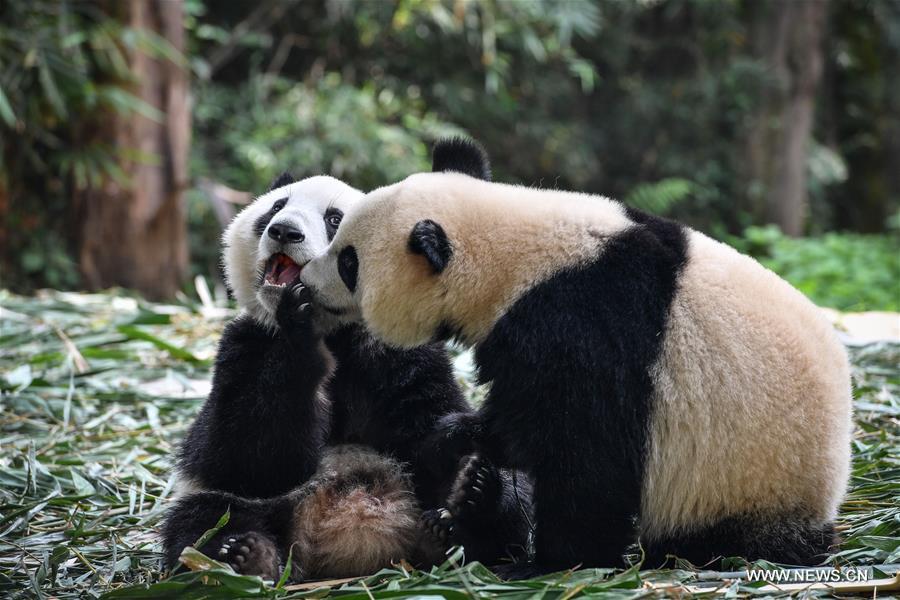 Guangzhou : les pandas géants jumeaux bient?t sevrés