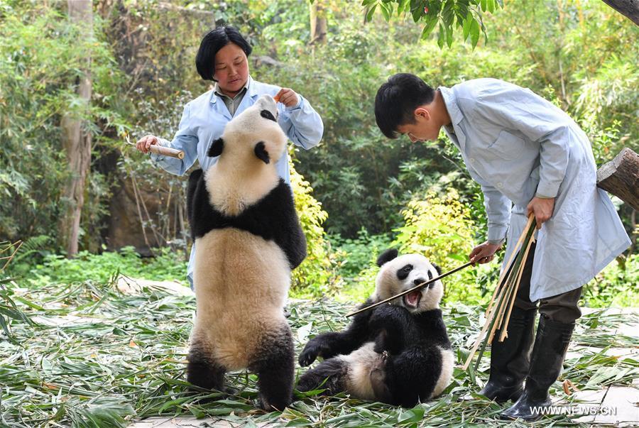 Guangzhou : les pandas géants jumeaux bient?t sevrés