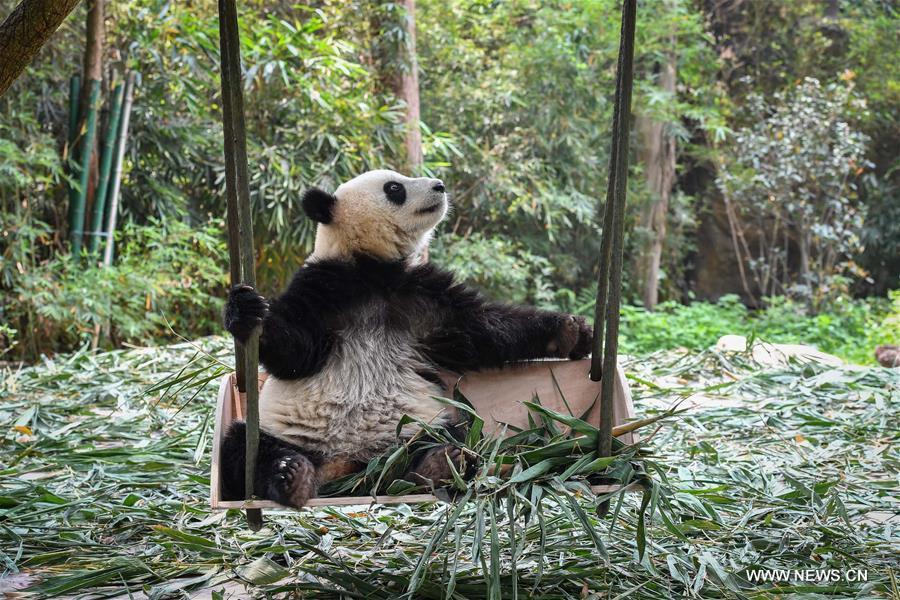 Guangzhou : les pandas géants jumeaux bient?t sevrés