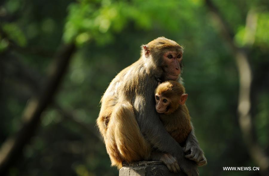 Des macaques jouent dans le parc Qianlingshan de Guiyang