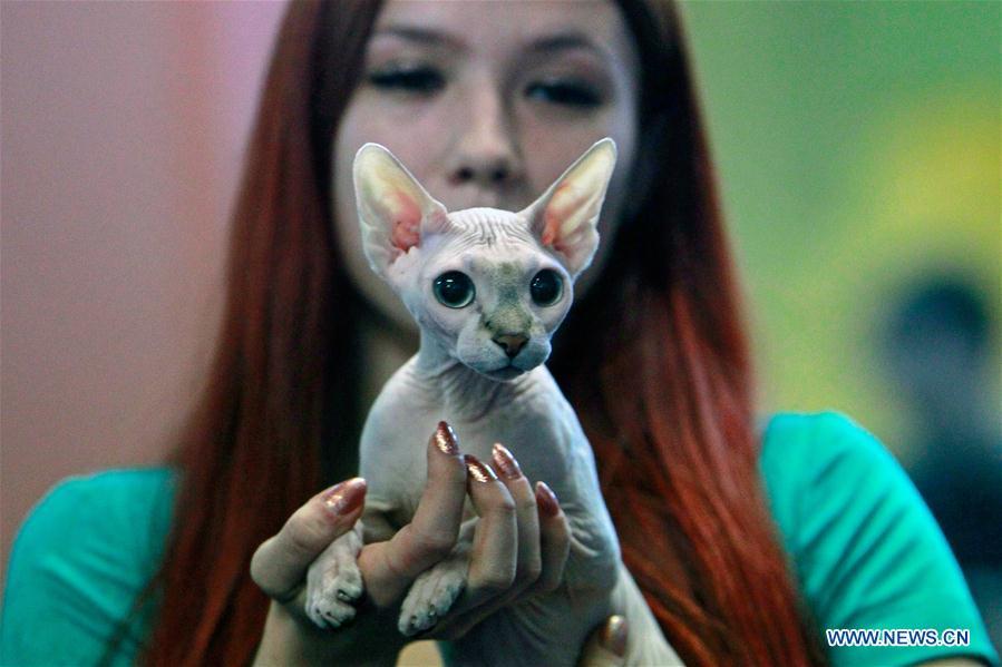 Ouverture d'un concours de beauté de chats à Bucarest