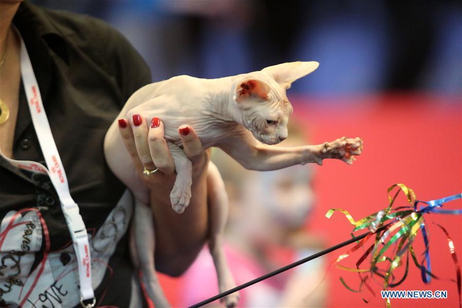 Ouverture d'un concours de beauté de chats à Bucarest