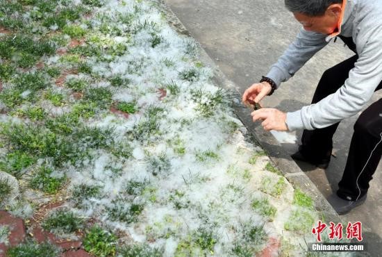 Pourquoi y a-t-il chaque année toujours autant de chatons de saule à Beijing ?