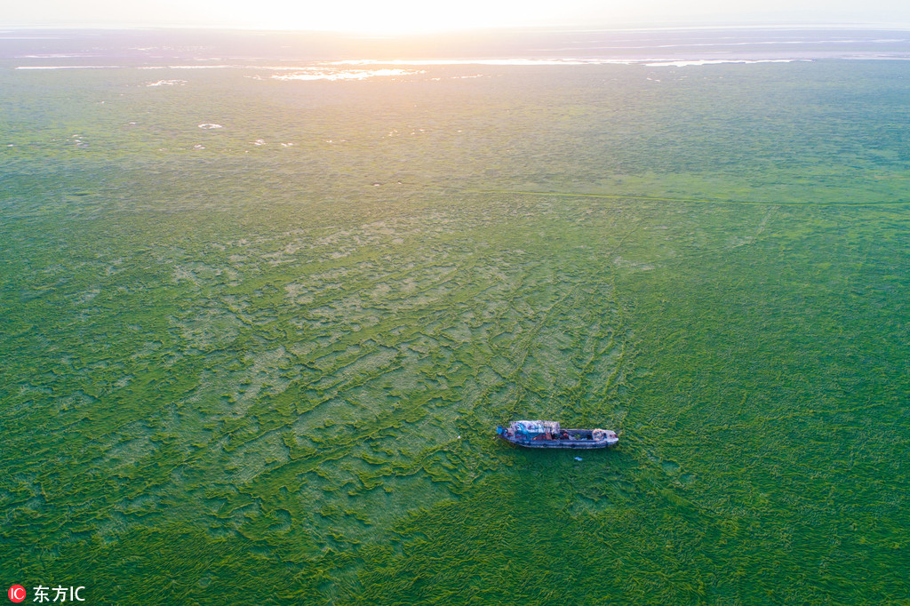 Vagues végétales et étendues vertes sur le lac Poyang