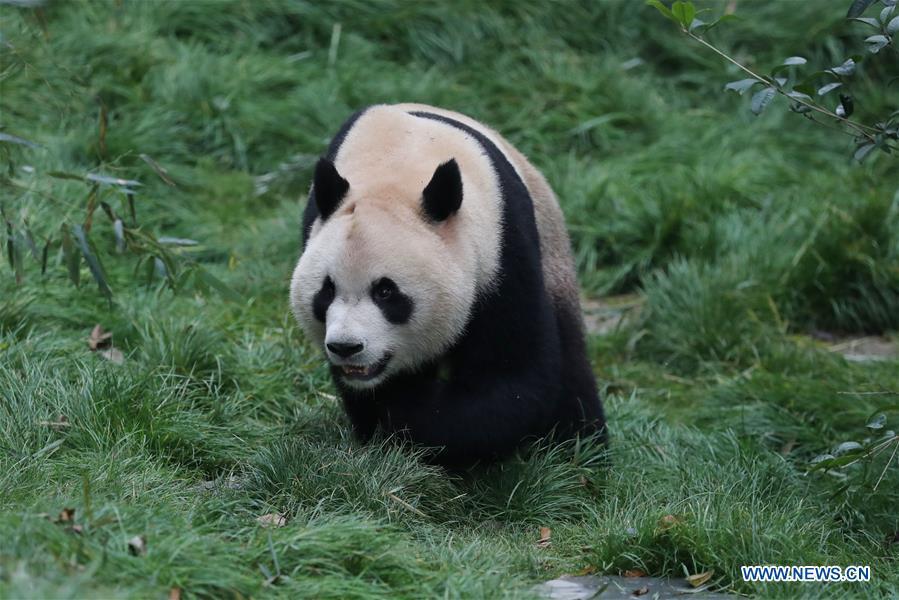 Deux pandas rentrés de l'étranger exposés au zoo de Guiyang