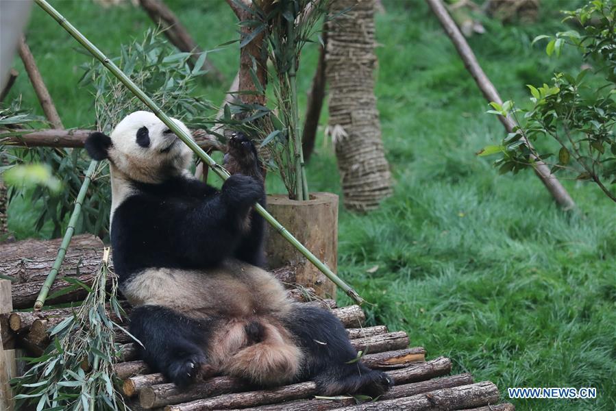 Deux pandas rentrés de l'étranger exposés au zoo de Guiyang