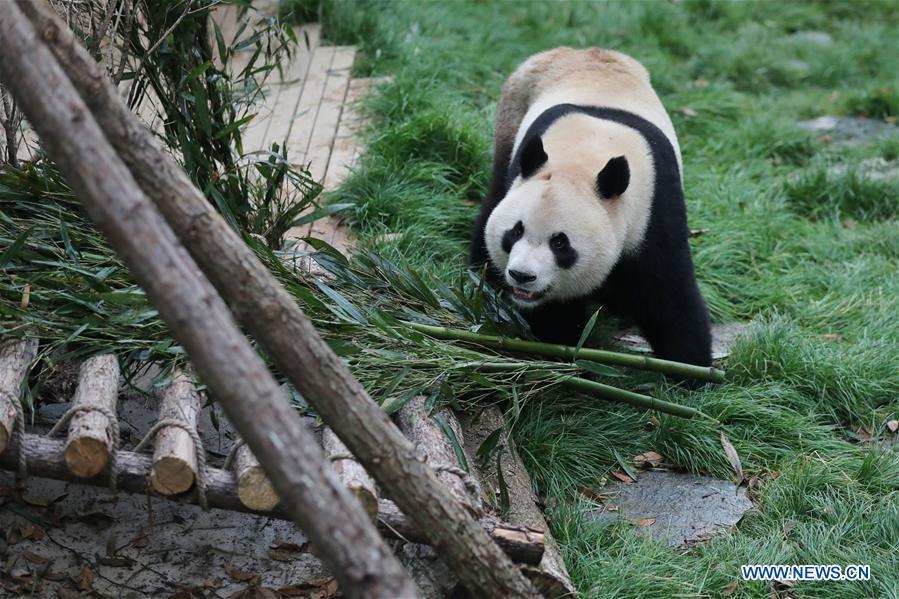 Deux pandas rentrés de l'étranger exposés au zoo de Guiyang