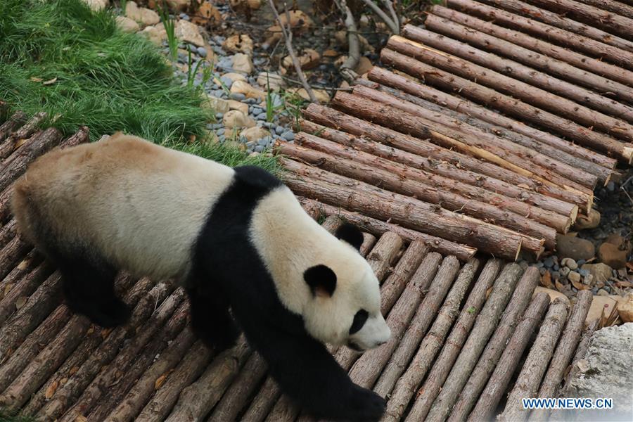 Deux pandas rentrés de l'étranger exposés au zoo de Guiyang