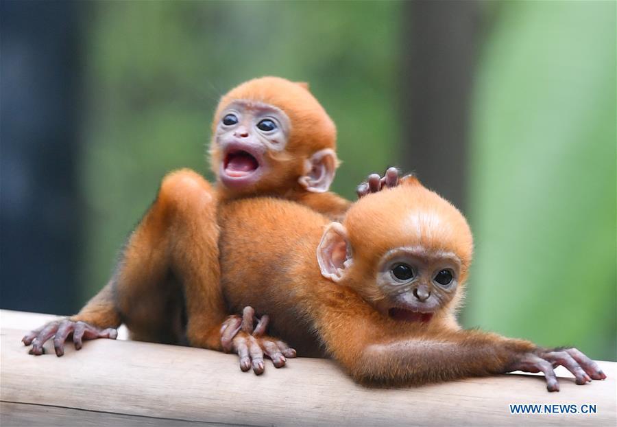 Présentation de bébés jumeaux de semnopithèques de Fran?ois au public à Guangzhou