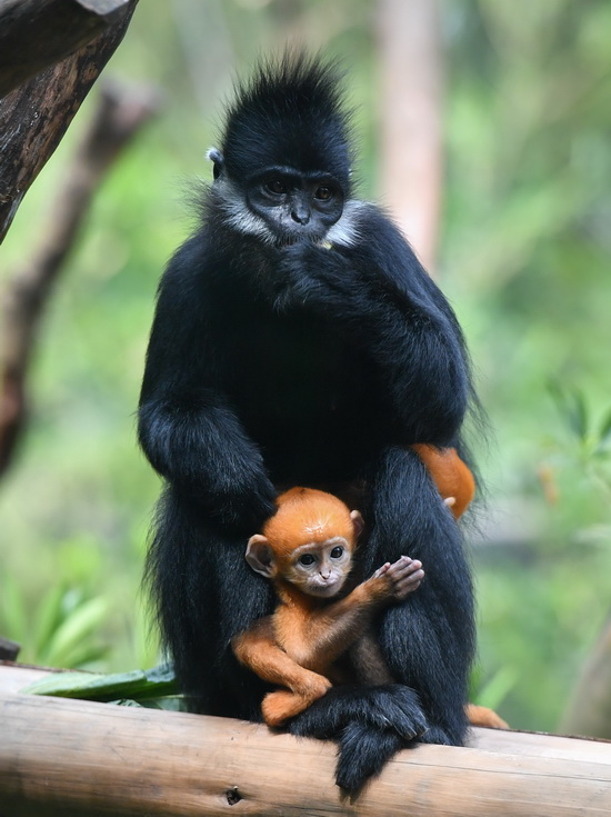 Présentation de bébés jumeaux de semnopithèques de Fran?ois au public à Guangzhou