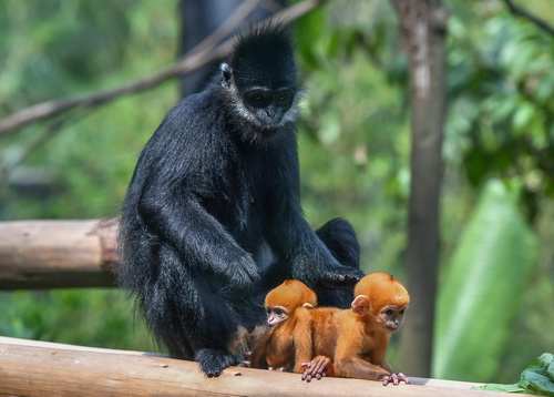 Présentation de bébés jumeaux de semnopithèques de Fran?ois au public à Guangzhou